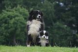 BERGER AUSTRALIEN - ADULT & PUPPY 119